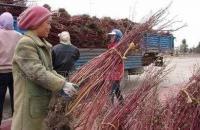 低價(jià)直銷 紅瑞木 丁香 各種規(guī)格 量大從優(yōu)[供應(yīng)]_綠化苗木_世界工廠網(wǎng)中國(guó)產(chǎn)品信息庫(kù)