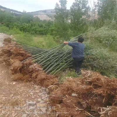 主營(yíng)產(chǎn)品:花卉租擺、工廠綠化工程、各種綠化苗木、花卉基地直銷