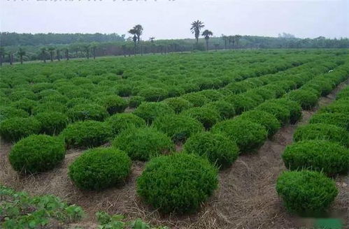 分析市場(chǎng)需求,選擇合理苗木產(chǎn)品