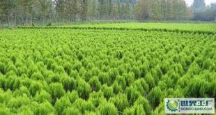 苗木-花木、柏球、花柏球、蜀檜球、大葉黃楊_農(nóng)副產(chǎn)品_世界工廠網(wǎng)中國(guó)產(chǎn)品信息庫(kù)