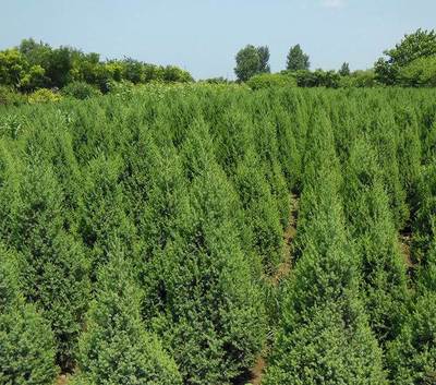 常年大量供應(yīng) 塔快 金葉榆規(guī)格齊全-玉樹(shù)苗木