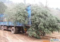 出售占地白皮松等&middot;&middot;&middot;&middot;&middot;&m[供應(yīng)]_綠化苗木_世界工廠網(wǎng)中國(guó)產(chǎn)品信息庫(kù)