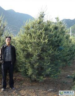 白皮松苗木價(jià)格_白皮松苗木廠家_世界工廠網(wǎng)產(chǎn)品信息庫(kù)