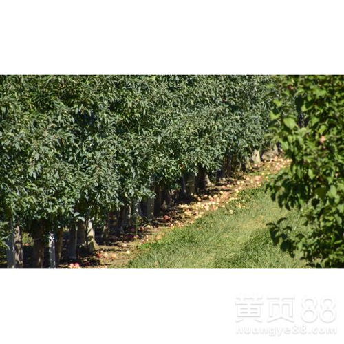 【信陽(yáng)綠化苗木供應(yīng)】- 