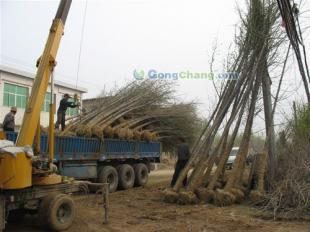 供應山東25公分優質銀杏苗木,承包小區綠化工程,各種綠化苗木,山東夢強銀杏基地_安全防護_世界工廠網中國產品信息庫