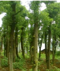 綠化苗木產品,苗木圖片信息 280