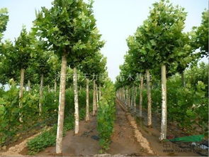 國槐 山東國槐 國槐特價苗 山東濟寧綠色苗木基地 15265797998