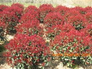 速生紫薇圖片 鴻林苗木 速生紫薇樹苗,速生紫薇圖片 鴻林苗木 速生紫薇樹苗生產(chǎn)廠家,速生紫薇圖片 鴻林苗木 速生紫薇樹苗價(jià)格