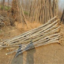 運(yùn)城2公分毛白楊 雄性毛白楊多少錢 歡迎您 產(chǎn)品新聞 冠縣鑫磊苗木