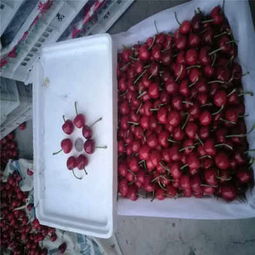 克拉瑪依市矮化櫻桃苗低價熱銷，品質保障助力林業種植