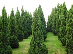 青州綠化苗木 選購優質綠化苗木，首選聚寶花卉苗木