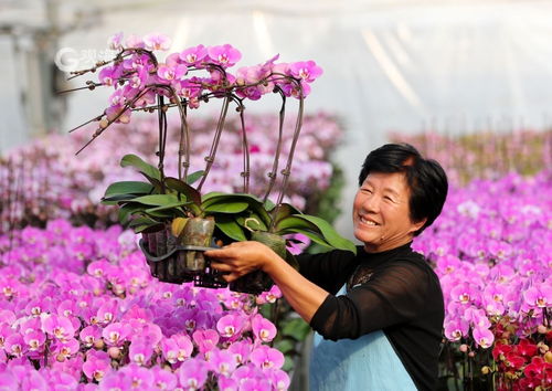 美麗經濟綻放 年宵花市場再升溫，花卉種植迎新春