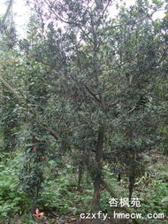 羅漢松 溫江綠化的優選喬木苗木