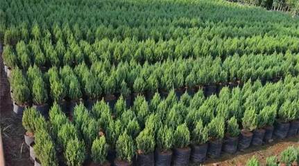 從苗木庫存到花卉種植 行業(yè)漫談中的挑戰(zhàn)與機(jī)遇